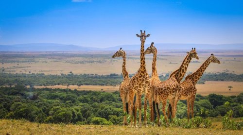 Kenyan Safari - 4 Nights / 5 Days